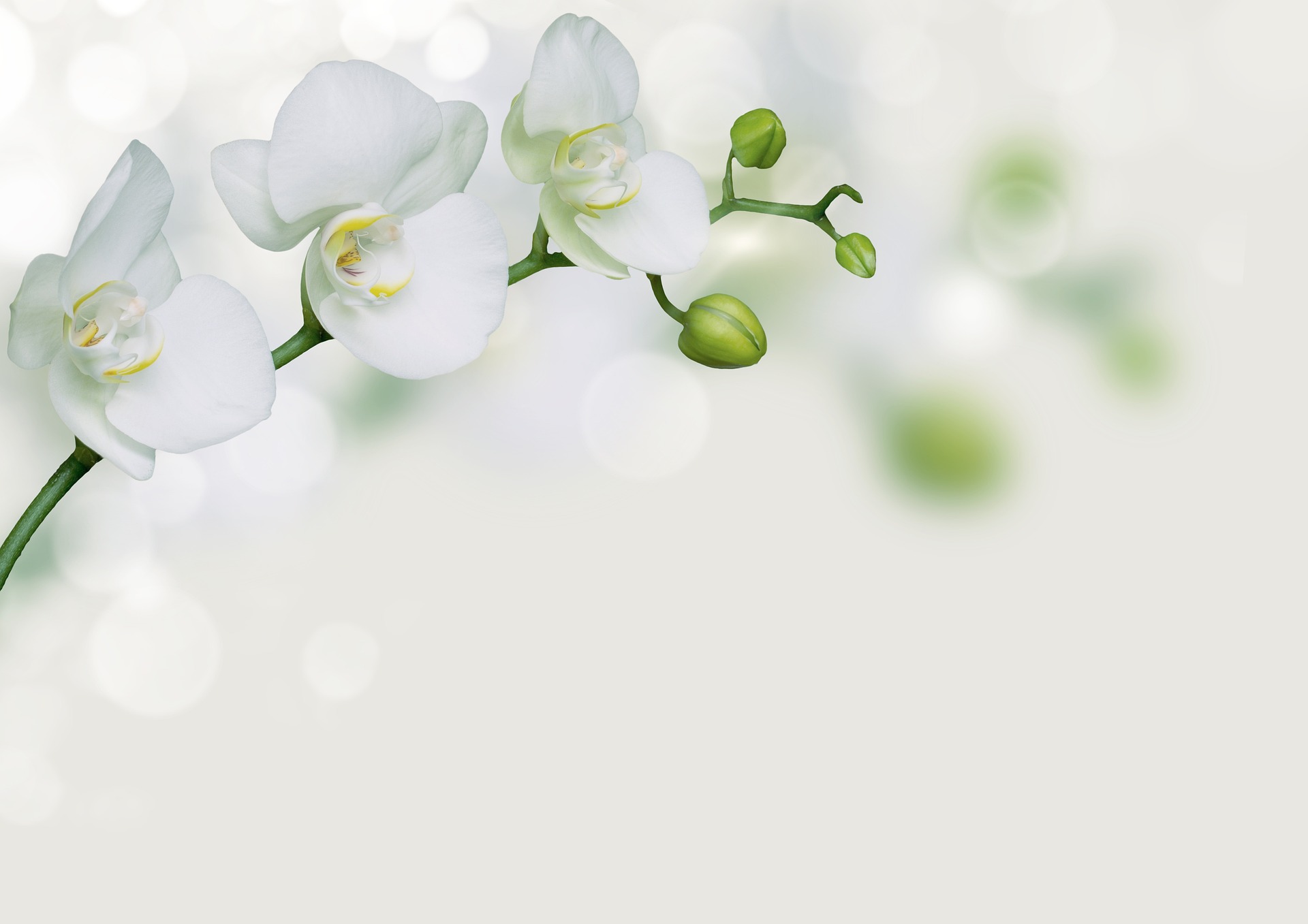 Witte orchidee, het symbool van Rouwcentrum Tieberghien